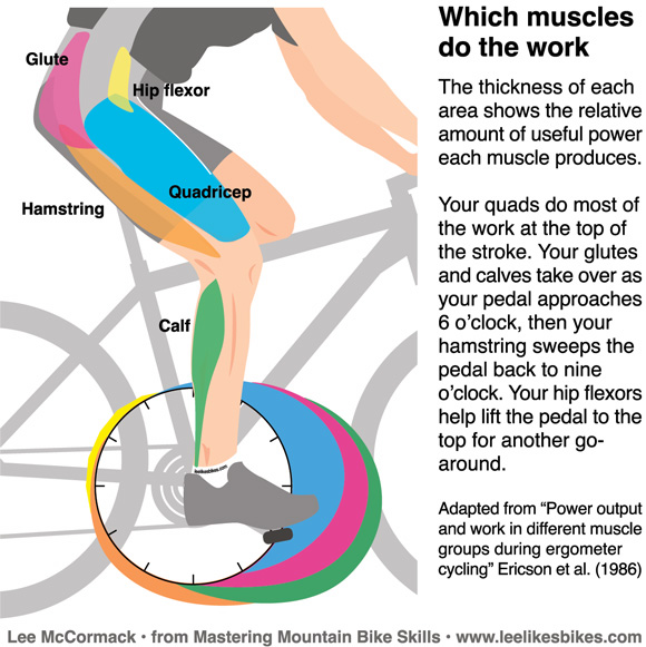 Does cycling affect hips?